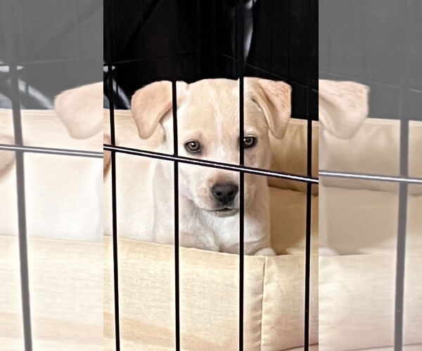 Medium Photo #5 Golden Retriever-Unknown Mix Puppy For Sale in Pottstown, PA, USA