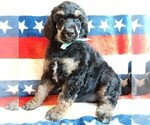 Image preview for Ad Listing. Nickname: Duchess