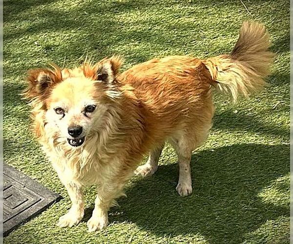 Medium Photo #1 Chiranian Puppy For Sale in Fallbrook, CA, USA
