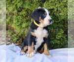 Small #1 Greater Swiss Mountain Dog