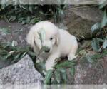 Small Photo #26 English Cream Golden Retriever Puppy For Sale in MILLVILLE, MA, USA
