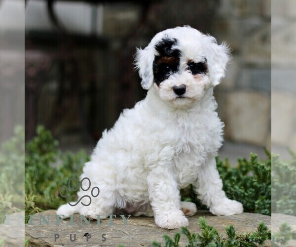 Medium Photo #4 Cavapoo (Miniature) Puppy For Sale in KINZERS, PA, USA
