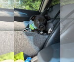 Small American Staffordshire Terrier Mix