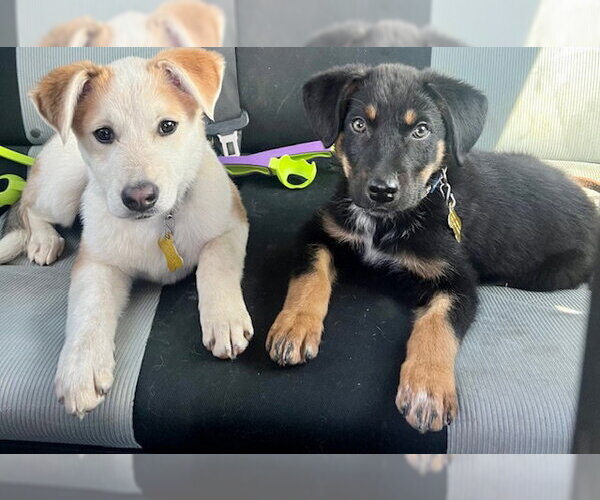 Medium Photo #3 Collie-Unknown Mix Puppy For Sale in Sandy, UT, USA