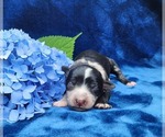 Image preview for Ad Listing. Nickname: Blue Merle F