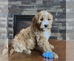 Small Photo #5 Goldendoodle Puppy For Sale in NOBLESVILLE, IN, USA