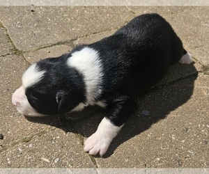 Australian Shepherd Puppy for sale in NELSON, VA, USA