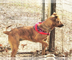 Tigger - Female Retriever -Unknown Mix Dog for Adoption - Photo #4