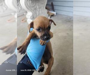 Chihuahua Dogs for adoption in San Antonio, TX, USA