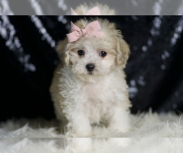 Medium Photo #5 Maltipoo Puppy For Sale in WARSAW, IN, USA