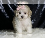 Small #4 Maltipoo