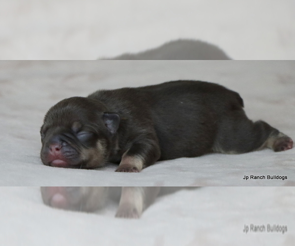 Medium Photo #5 French Bulldog Puppy For Sale in WINNSBORO, TX, USA