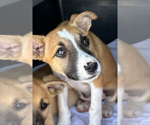 Black Mouth Cur-Unknown Mix Dogs for adoption in San Diego, CA, USA