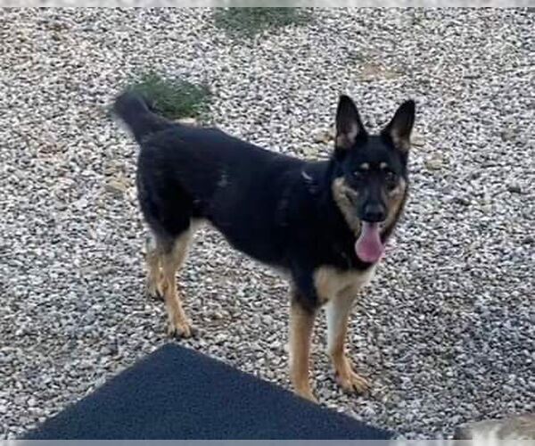Medium Photo #2 German Shepherd Dog Puppy For Sale in Polson, MT, USA