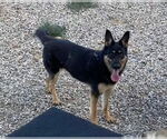Small #1 German Shepherd Dog