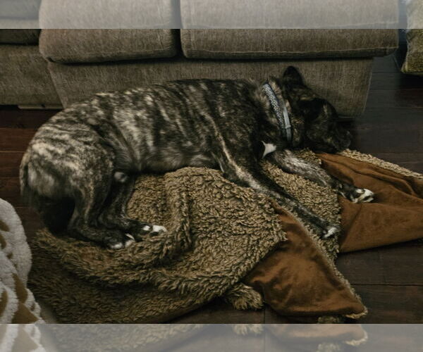 Medium Photo #6 Mutt Puppy For Sale in Philadelphia, PA, USA