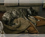 Small #5 Mutt