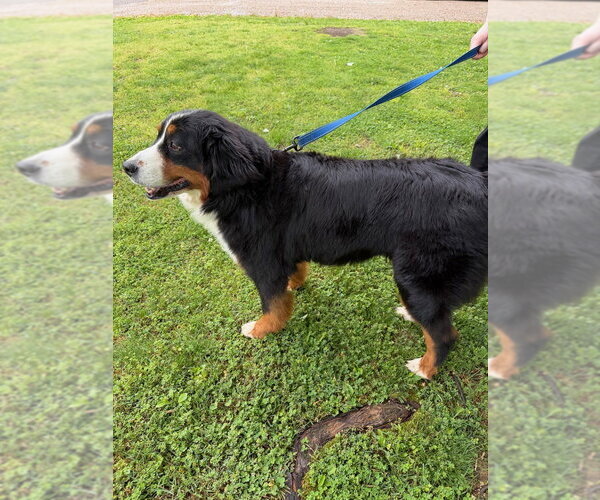 Medium Photo #4 Bernese Mountain Dog Puppy For Sale in Evansville, IN, USA