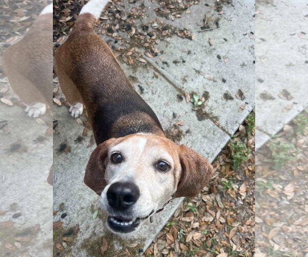 Medium Photo #11 Beagle Puppy For Sale in Tampa, FL, USA