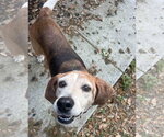 Small #10 Beagle