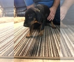 Small Photo #4 Doberman Pinscher Puppy For Sale in LINCOLN PARK, MI, USA
