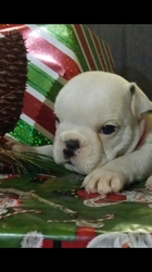 Bulldog Puppy for sale in Blanchard , OK, USA