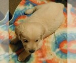 Small Photo #27 Golden Retriever Puppy For Sale in IDAHO SPRINGS, CO, USA