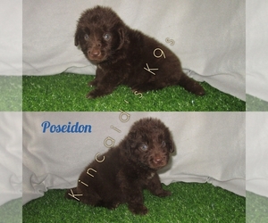 Newfoundland Puppy for sale in CHANUTE, KS, USA