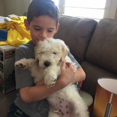 Goldendoodle Puppy for sale in OXNARD, CA, USA
