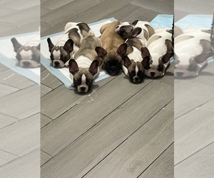 French Bulldog Puppy for sale in NEWARK, NJ, USA