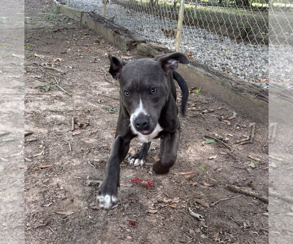 Medium Photo #3 Mutt Puppy For Sale in Yardley, PA, USA