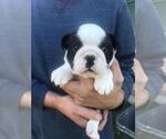 Small Photo #6 Bulldog Puppy For Sale in CLEARWATER, MN, USA