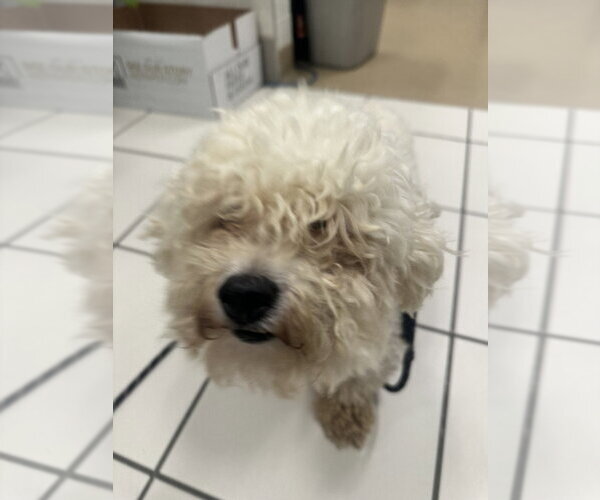 Medium Photo #1 Bichon Frise Puppy For Sale in Derwood, MD, USA