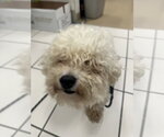 Small Bichon Frise