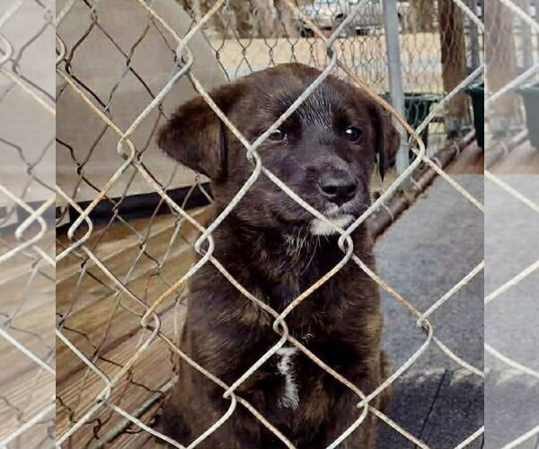 Medium Photo #2 German Shepherd Dog-Unknown Mix Puppy For Sale in Columbus, IN, USA