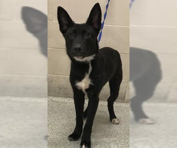 Medium Photo #1 German Shepherd Dog Puppy For Sale in Conroe, TX, USA