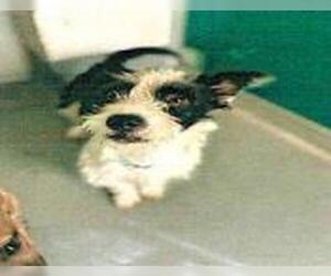 Cairn Terrier-Unknown Mix Dogs for adoption in San Martin, CA, USA