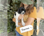 Puppy Sharona Pointer