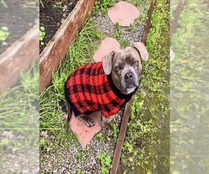 SADIE - Female Staffordshire Bull Terrier Dog for Adoption - Photo #2