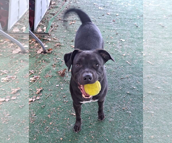 Medium Photo #2 American Pit Bull Terrier Puppy For Sale in Clarkesville, GA, USA