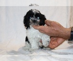 Small #21 ShihPoo
