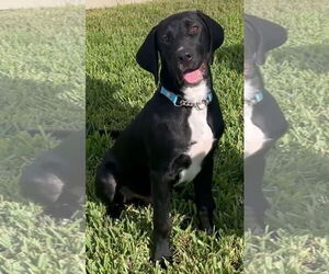 German Shorthaired Pointer-Great Dane Mix Dogs for adoption in Valrico, FL, USA