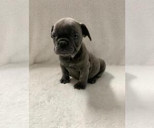 French Bulldog Puppy for sale in CHARLESTON, SC, USA