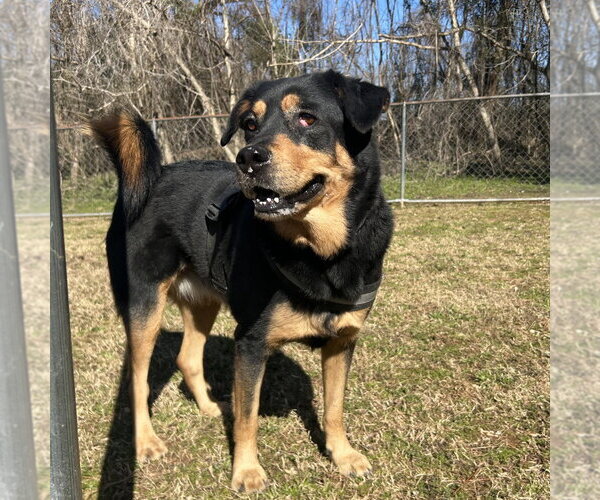 Medium Photo #3 Mutt Puppy For Sale in White Hall, AR, USA