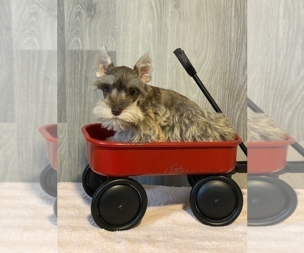 Medium Photo #1 Schnauzer (Miniature) Puppy For Sale in CANOGA, NY, USA