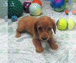 Small #1 Chiweenie