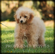 Small Photo #67 Poodle (Miniature) Puppy For Sale in COPPOCK, IA, USA
