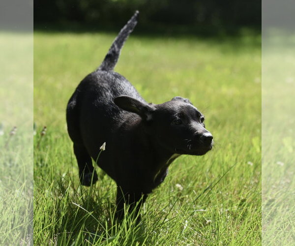 Medium Photo #6 Shepweiller Puppy For Sale in Mechanicsburg, PA, USA