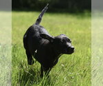 Small #5 Shepweiller