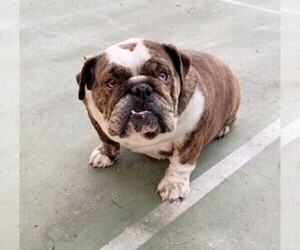 English Bulldog Puppy for sale in CORONA, CA, USA